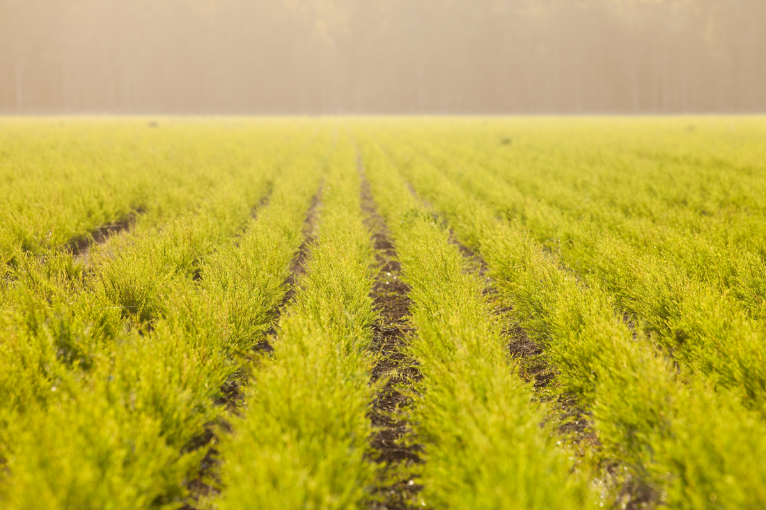 Latest Research: Tea Tree Oil Kills Covid