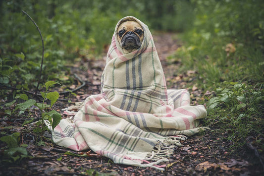 Natural DIY Home Remedies For Coughs, Congestion & Sore Throats