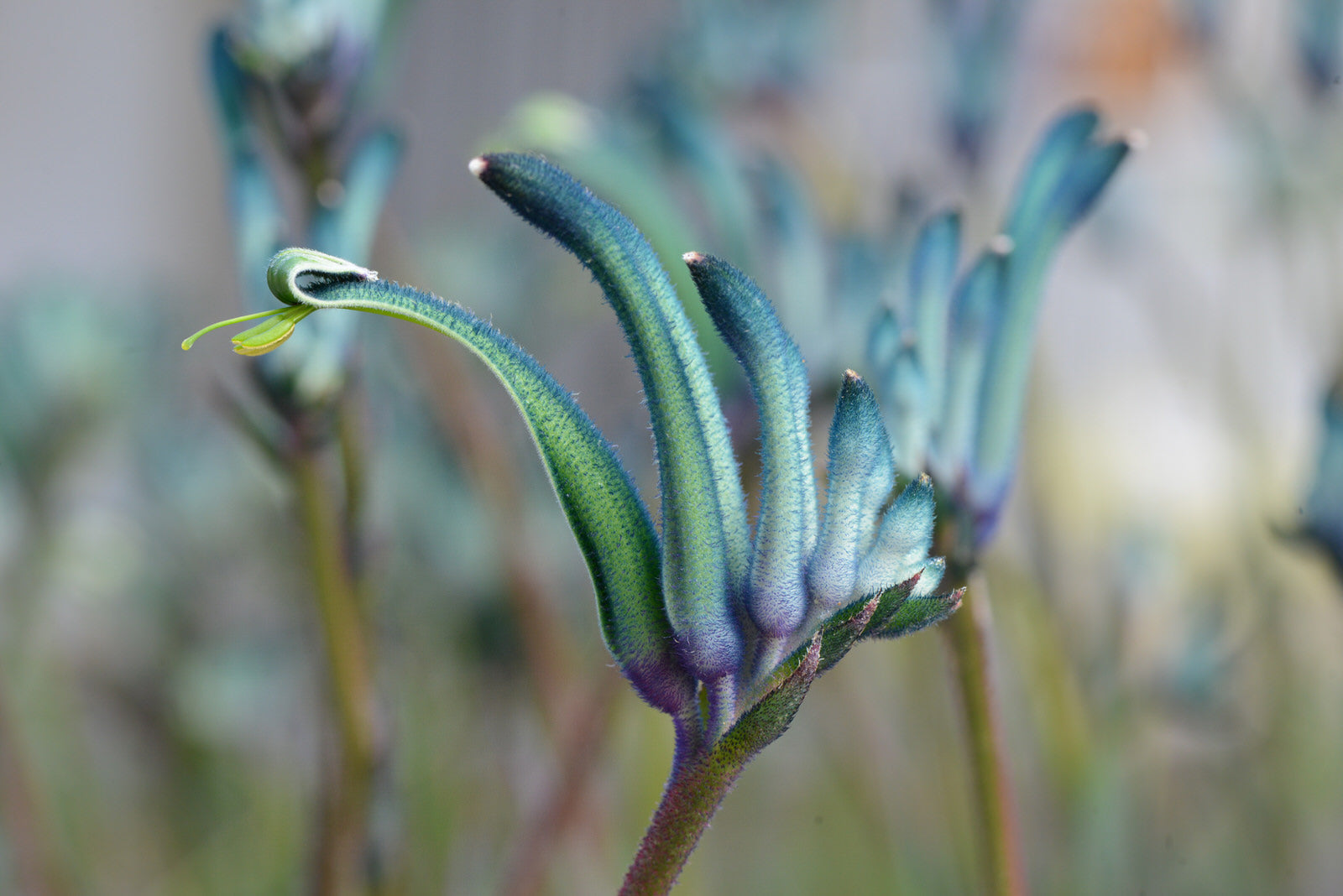 Australian Stories: Plant Breeder Digby Growns