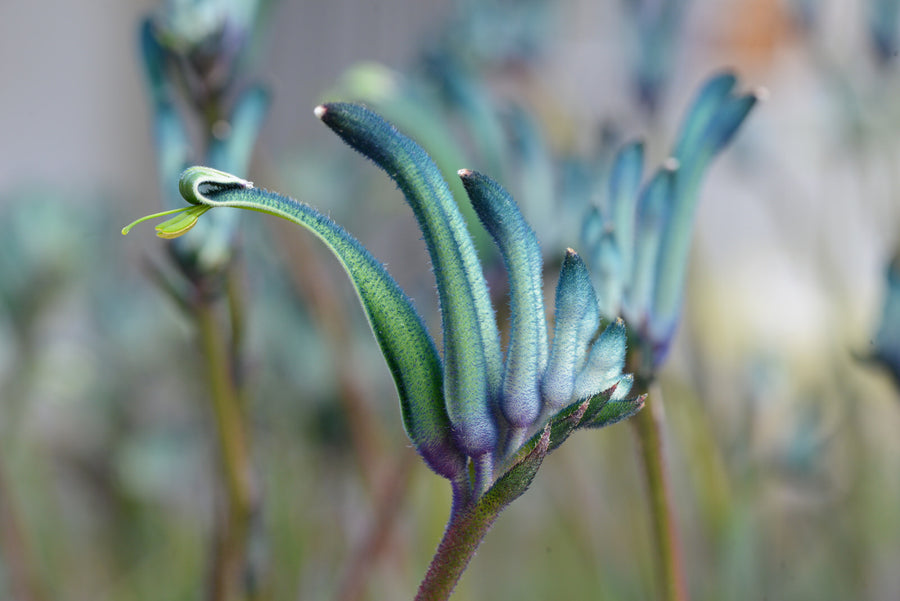 Australian Stories: Plant Breeder Digby Growns