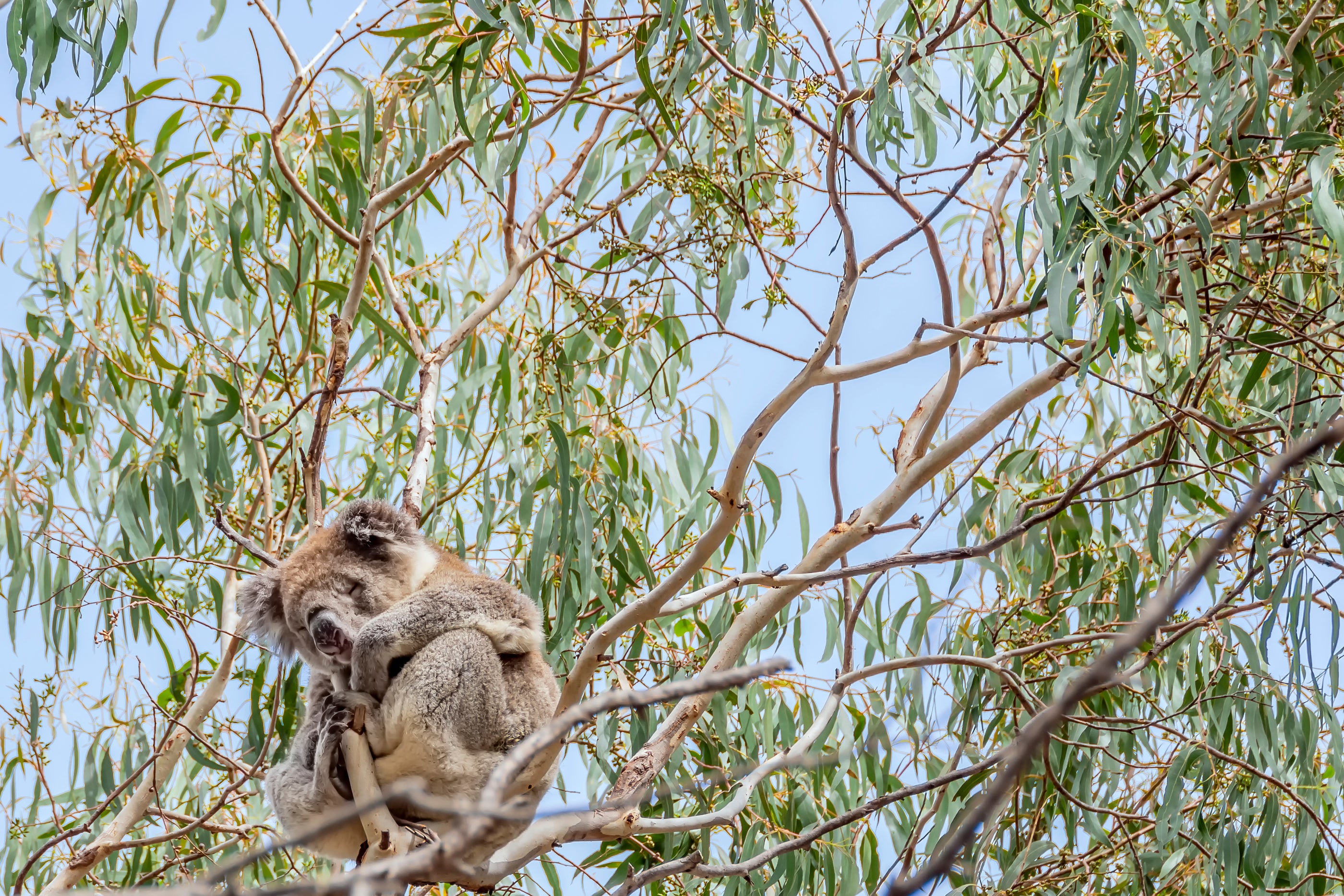 Blue Mallee or Globulus - Which Eucalyptus Oil is Best?
