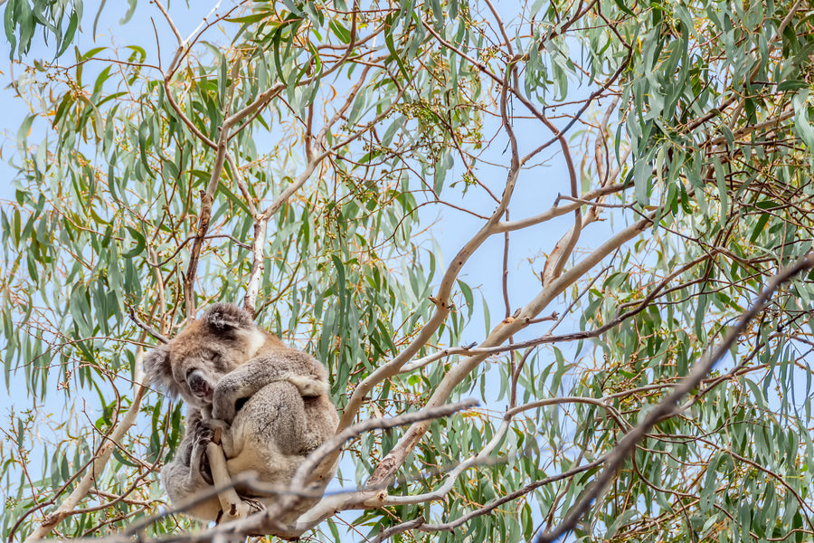 Blue Mallee or Globulus - Which Eucalyptus Oil is Best?