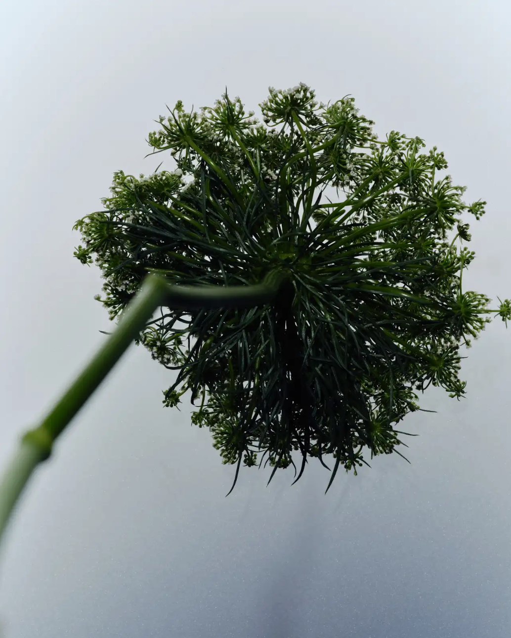 The "Pharmafication" of Natural Products: Is This The Rise of Botanical Drugs?