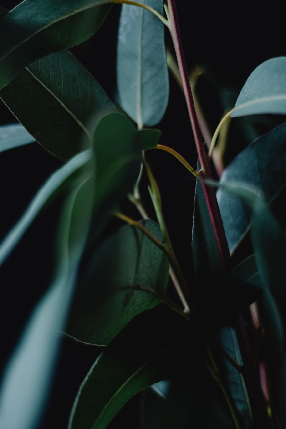 Gold Standard Review Demonstrates Eucalyptus Oil as an effective Hay Fever Aid