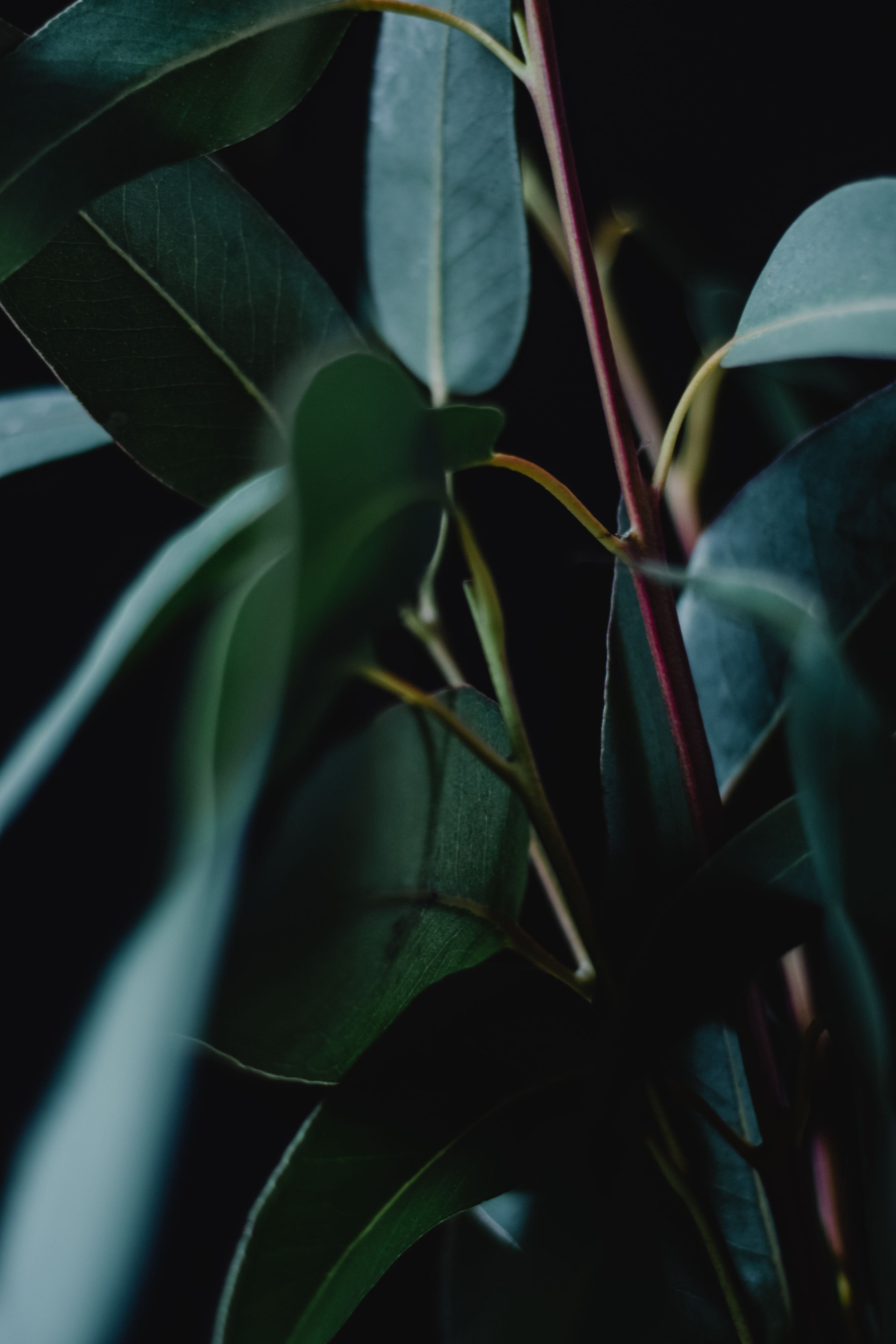 Gold Standard Review Demonstrates Eucalyptus Oil as an effective Hay Fever Aid