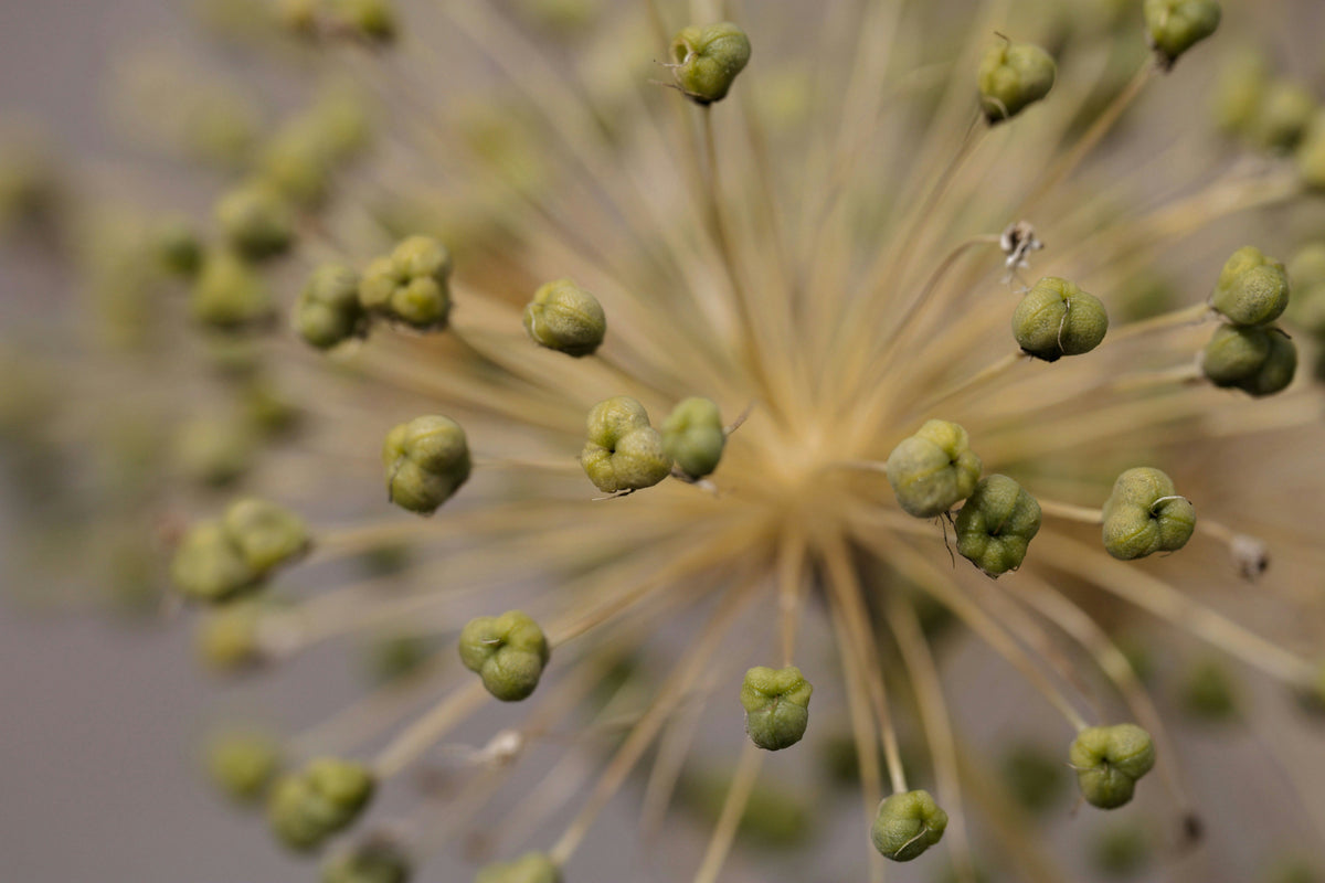 The "Pharmafication" of Natural Products: Is This The Rise of Botanical Drugs?
