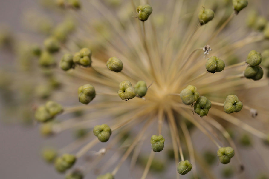 The "Pharmafication" of Natural Products: Is This The Rise of Botanical Drugs?